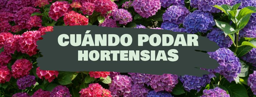 CUANDO PODAR HORTENSIAS