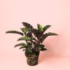 Calathea Velvet Glory