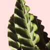Calathea Velvet Glory hoja