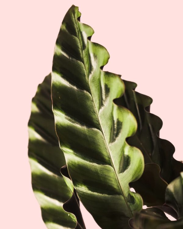 Calathea Velvet Glory hoja