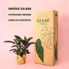 Calathea Velvet Glory -packaging