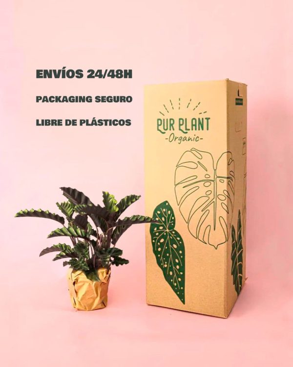 Calathea Velvet Glory -packaging