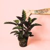 Calathea Velvet Glory planta