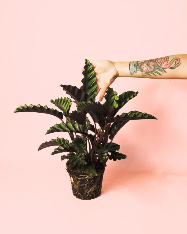 Calathea Velvet Glory planta