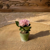 hortensia rosa contexto