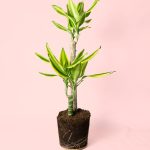 Dracaena-fragans-golden-queen