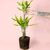 Dracaena fragans golden queen planta