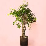 Ficus Benjamin Exótica Trenzado L