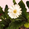 Gerbera Mix Mini Flor blanca