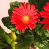Gerbera Mix Mini Flor roja