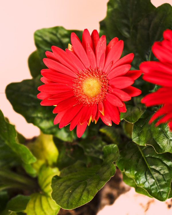 Gerbera Mix Mini Flor roja