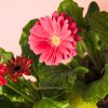 Gerbera Mix Mini Flor rosa