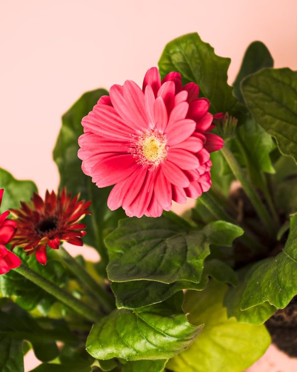 Gerbera Mix Mini Flor rosa