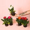 Gerbera Mix Mini plantas