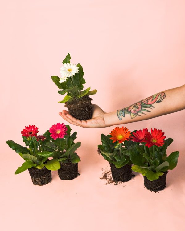Gerbera Mix Mini plantas