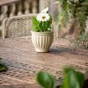 Gerbera Mix-contexto