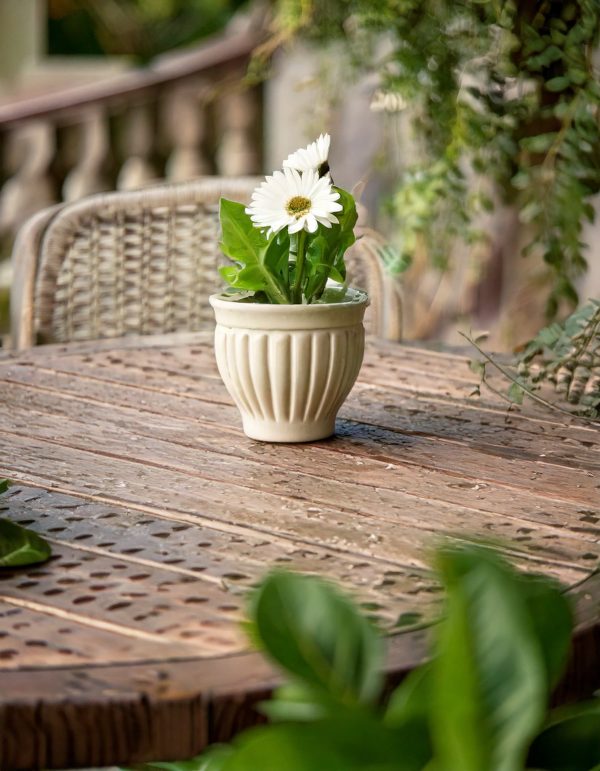 Gerbera Mix-contexto