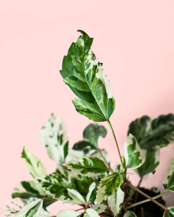 Hibiscus Variegado Mini hoja