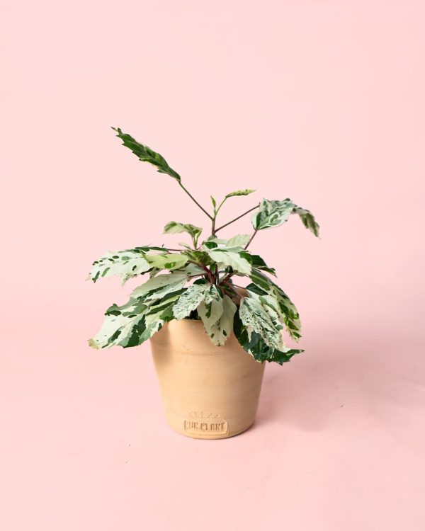 Hibiscus Variegado Mini planta maceta