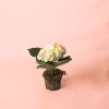 Hortensia Blanca de Exterior Mini