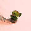 Hortensia Rosa mini