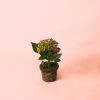 planta hortensia rosa mini
