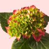 Hortensia Rosa de Exterior flor
