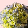 Hortensia azul flor
