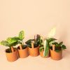 Kit Mini Autorriegos con mini plantas