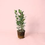 Laurel