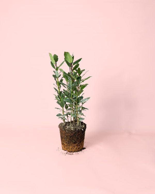 Laurel
