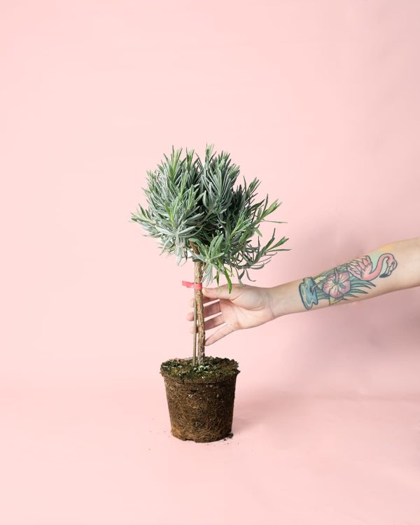 Lavanda planta