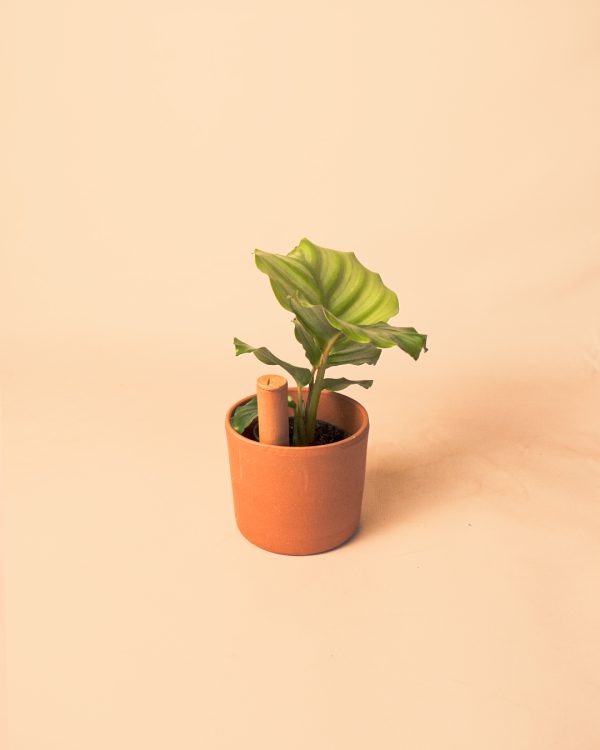 Mini Tubo Autorriego mini planta