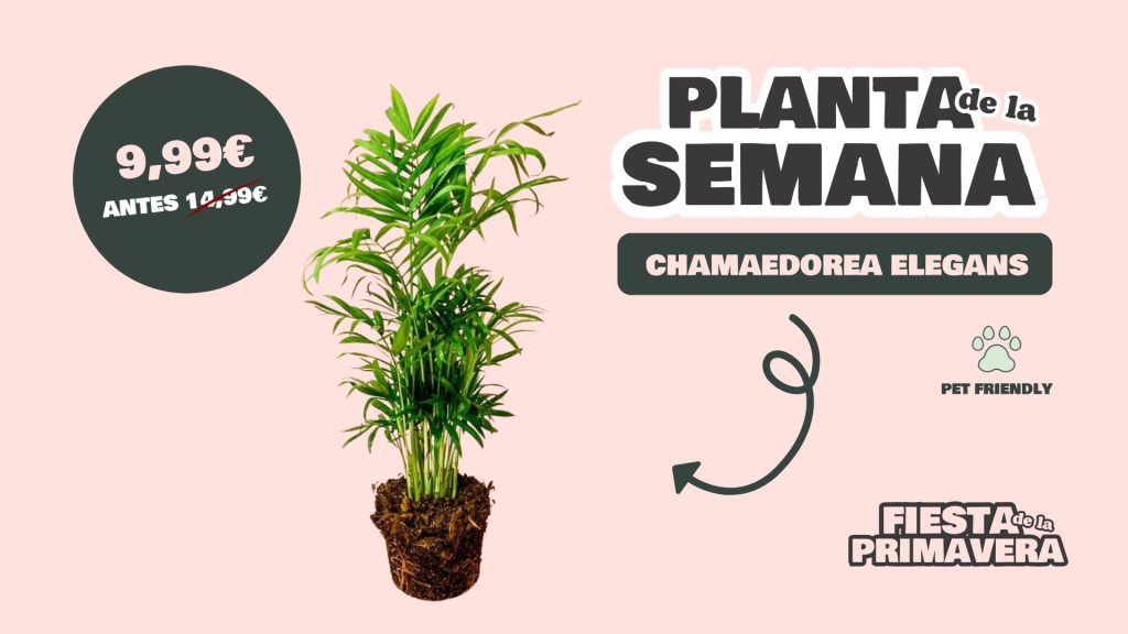 PLANTA SEMANA CHAMAEDOREA