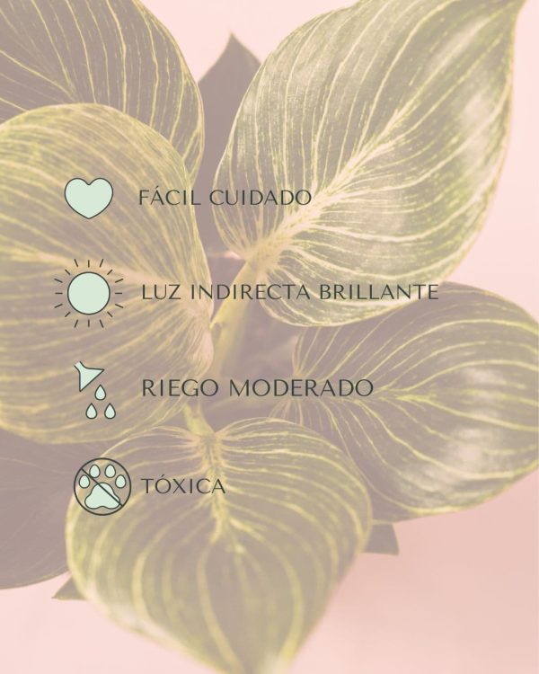 Philodendron-Birkin-cuidados