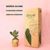 Philodendron Birkin -packaging