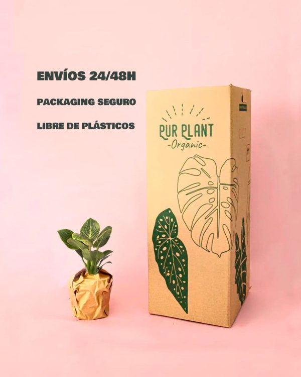 Philodendron Birkin -packaging