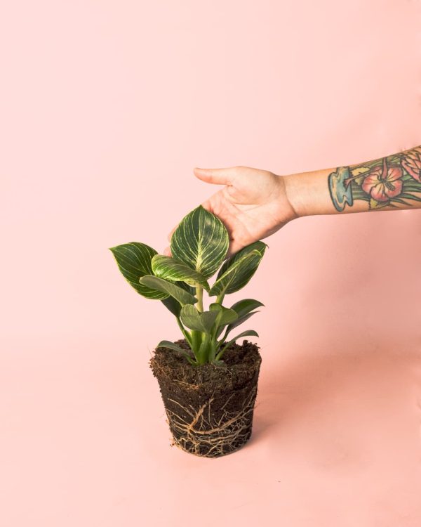 Philodendron Birkin mano