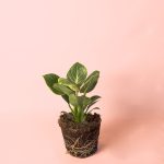 Philodendron Birkin