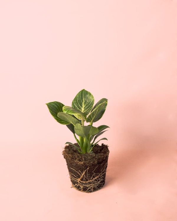 Philodendron Birkin