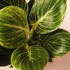 Philodendron Birkin Hojas