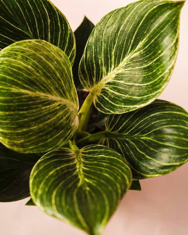 Philodendron Birkin Hojas