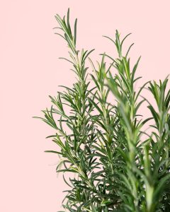 Cuidados del Romero | Guía Practica | Pur Plant