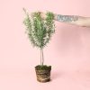 Romero planta