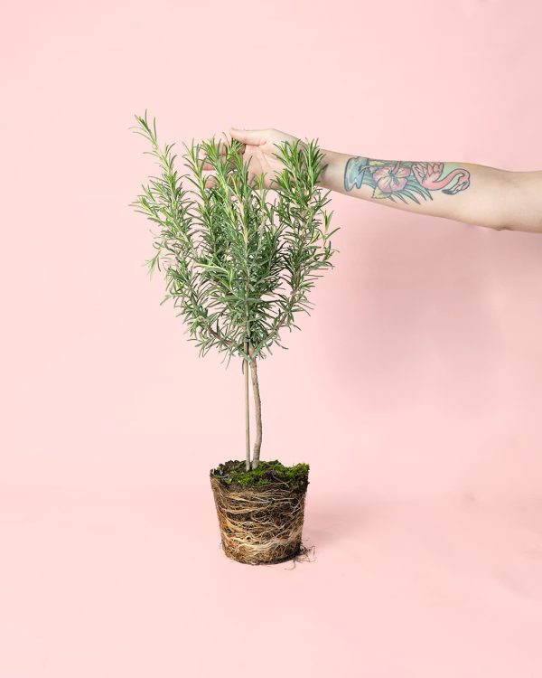 Romero planta