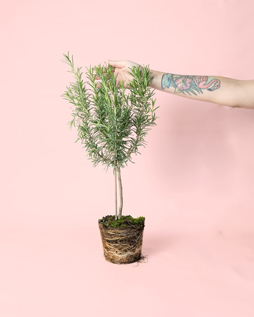 Romero planta