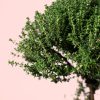Tomillo thymus vulgaris hojas
