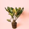 Zamia Furfuracea - Palma de Bola 1