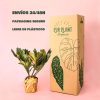 Zamia Furfuracea - Palma de Bola packaging