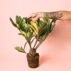 Zamia Furfuracea - Palma de Bola 2